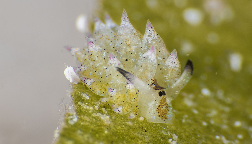 Diving gili islands heather sutton shaun the sheep nudibranch