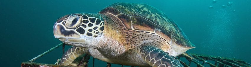 Diving gili islands heather sutton turtle biorock banner