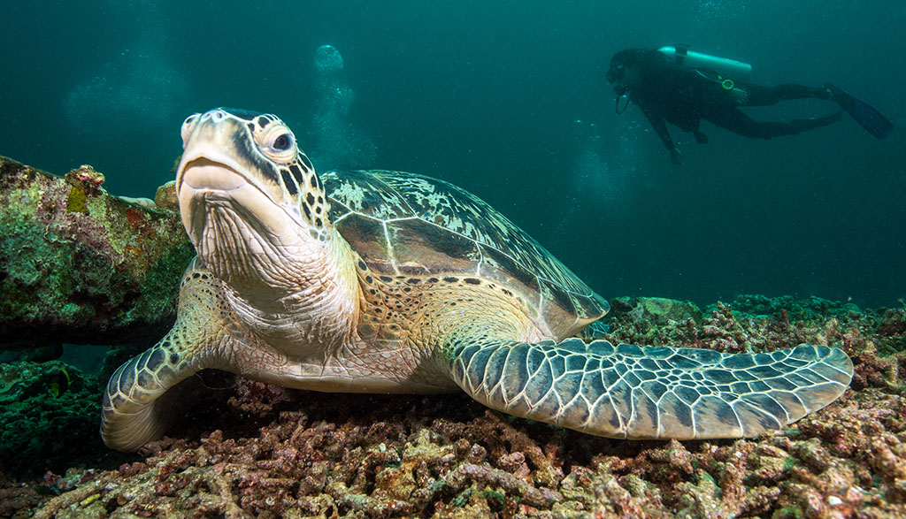 Diving gili islands heather sutton turtle diver