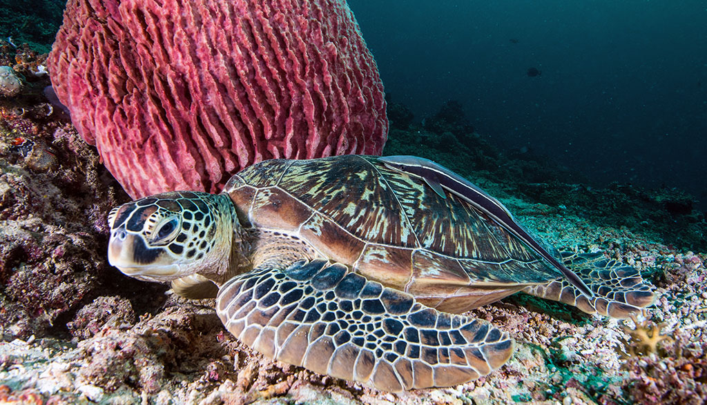 Diving gili islands heather sutton turtle sponge