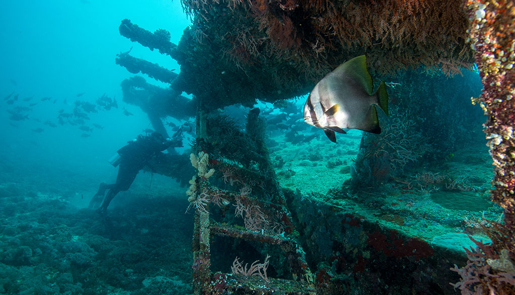 Diving gili islands heather sutton wreck bat fish diver