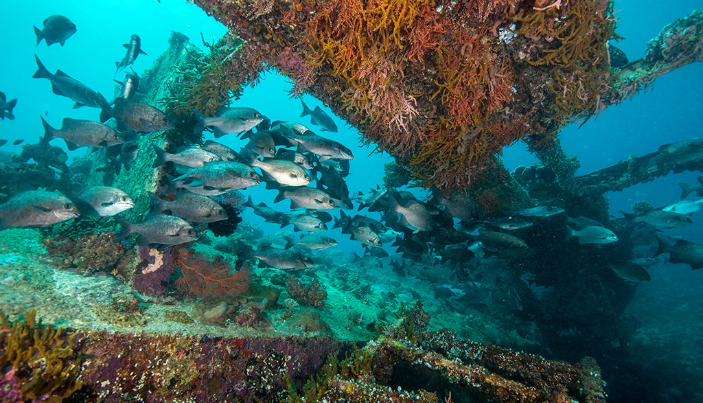 Diving gili islands heather sutton wreck with snapper