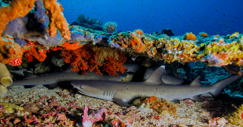 Diving north sulawesi murex divers bangka whitetip sharks