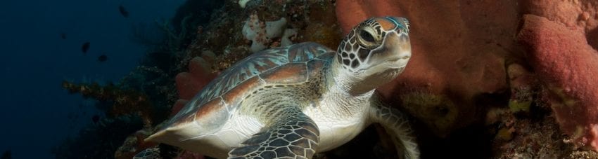 Diving north sulawesi murex divers banner bunaken turtle