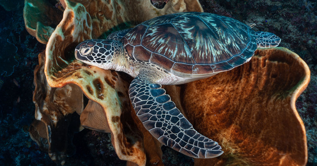 Diving north sulawesi murex divers bunaken