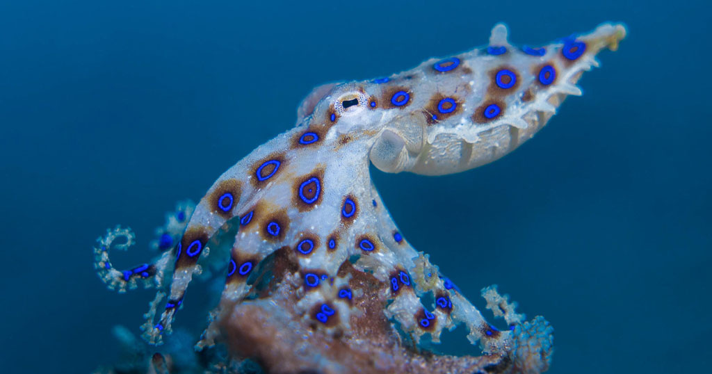 Diving north sulawesi murex divers lembeh blue ring