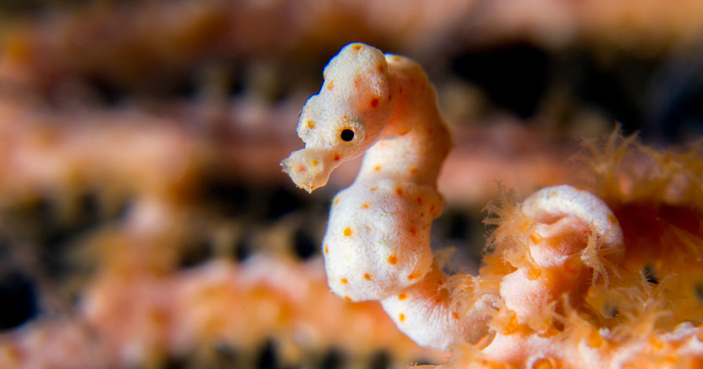 Diving north sulawesi murex divers pygmy seahorse