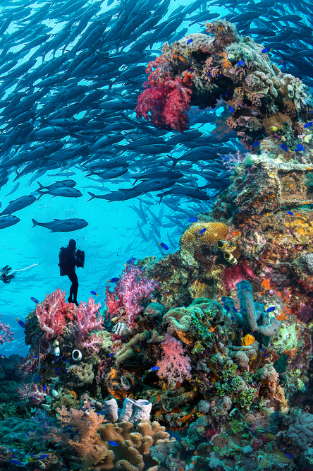 Join Nigel Marsh on an underwater photography trip to Truk Lagoon. Nigel presents talks to improve your photography, and is on hand for tips & feedback.
