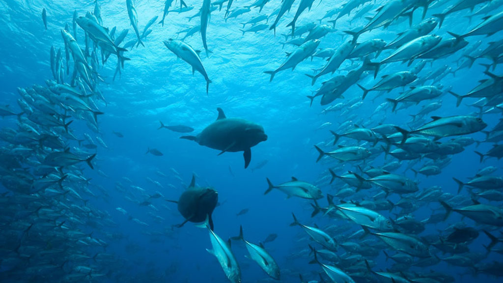 Sea Hunter liveaboard takes divers to Cocos Island in Costa Rica, one of the best places in the world for diving with hammerhead sharks and other pelagic marine life. Part of the Undersea Hunter Group, the boat is both functional and luxurious.