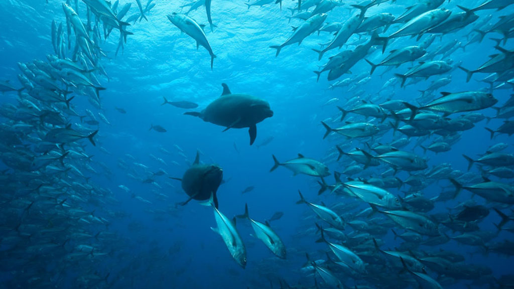 Cocos Island Liveaboards Diving Cocos Island, Costa Rica