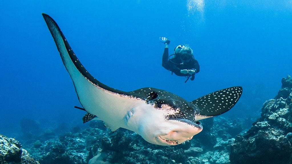 French Polynesia Master Liveaboard Diving French Polynesia