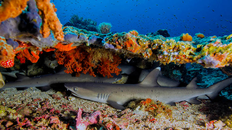 9 murex bangka dive resort north sulawesi indonesia white tipped sharks