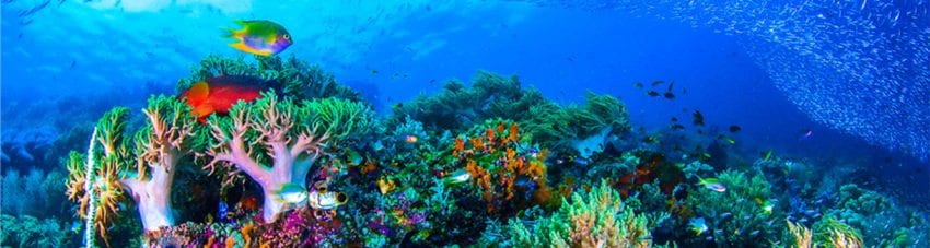 Top 5 best value diving destinations to book right now