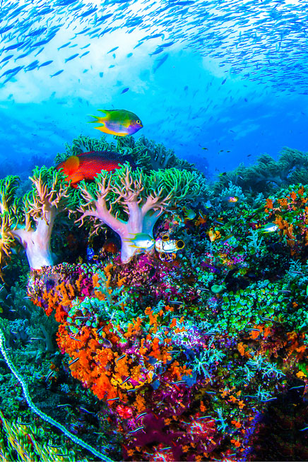 Having researched the rates for the South East Asia and South Pacific regions, we\'ve put together the 5 Best Value Dive Destinations to book right now.