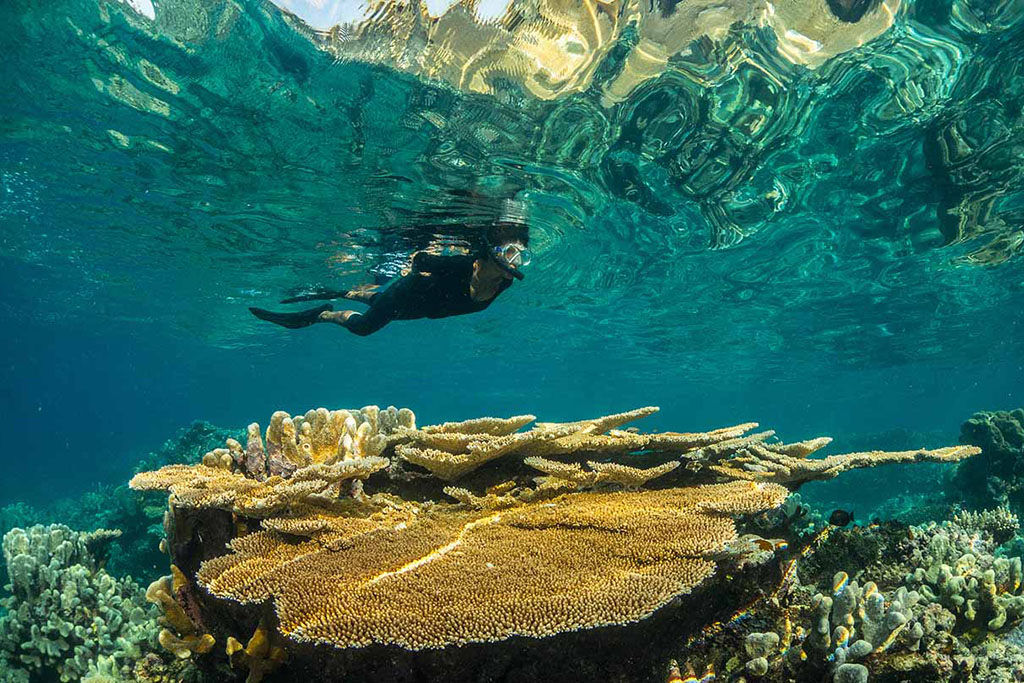 Sea women of melanesia: empowering png women to be reef guardians