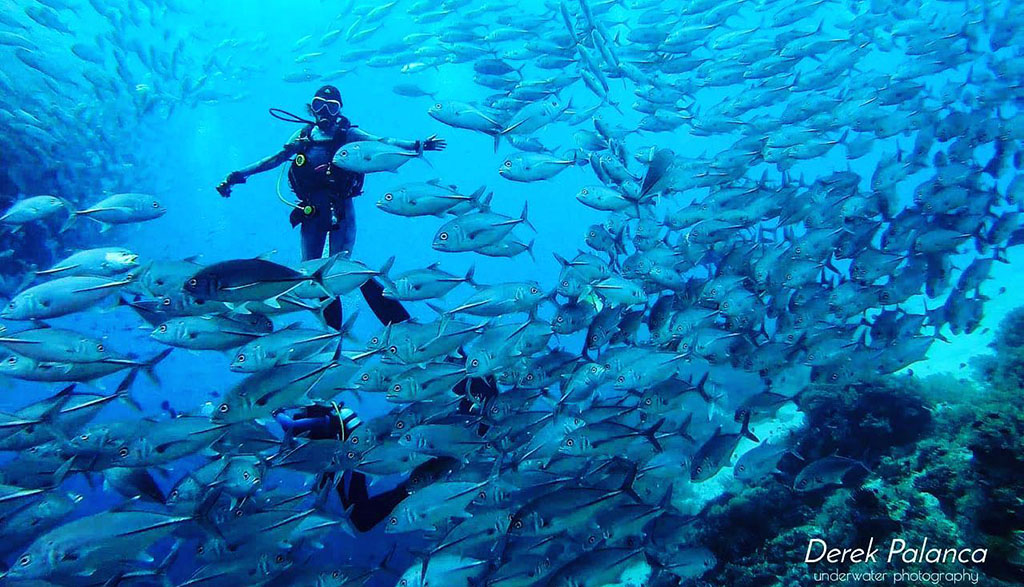 Infiniti liveaboard Philippines with three exciting itineraries in Malapascua & Leyte, Visayas & Bohol and Tubbataha Reef