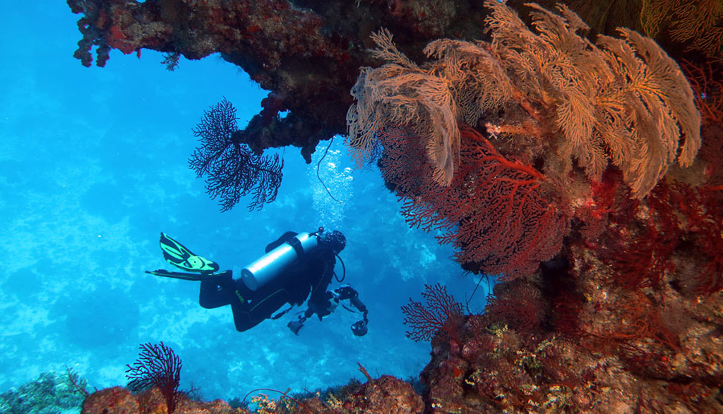 Diving great barrier reef coral sea holmes reef with mike ball dive expeditions diver and soft coral nonki bommie 7805