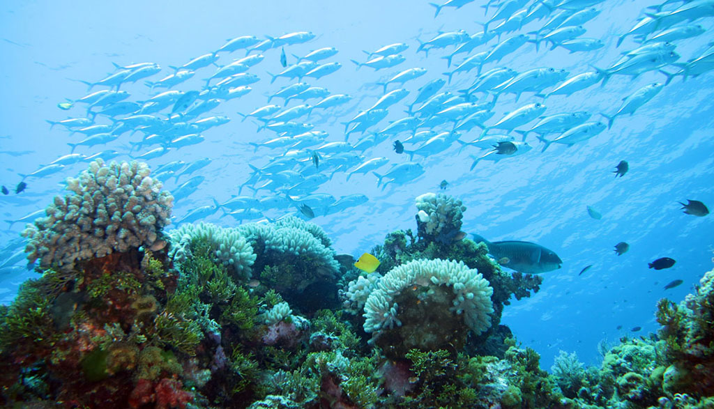 Diving great barrier reef coral sea holmes reef with mike ball dive expeditions jacks above reef nonki bommie 7747