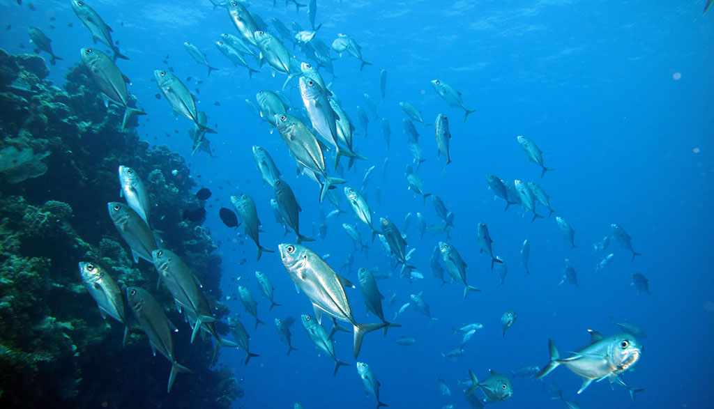 Diving great barrier reef coral sea holmes reef with mike ball dive expeditions schooling jacks nonki bommie 7732