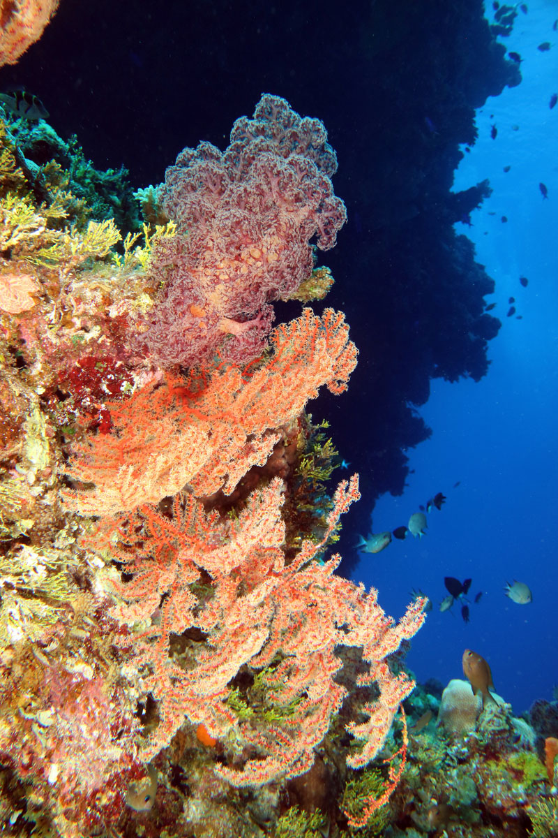 Diving the Coral Sea with Mike Ball Dive Expeditions, conditions are so good, we’re able to dive Holmes, Bougainville & Osprey Reef.