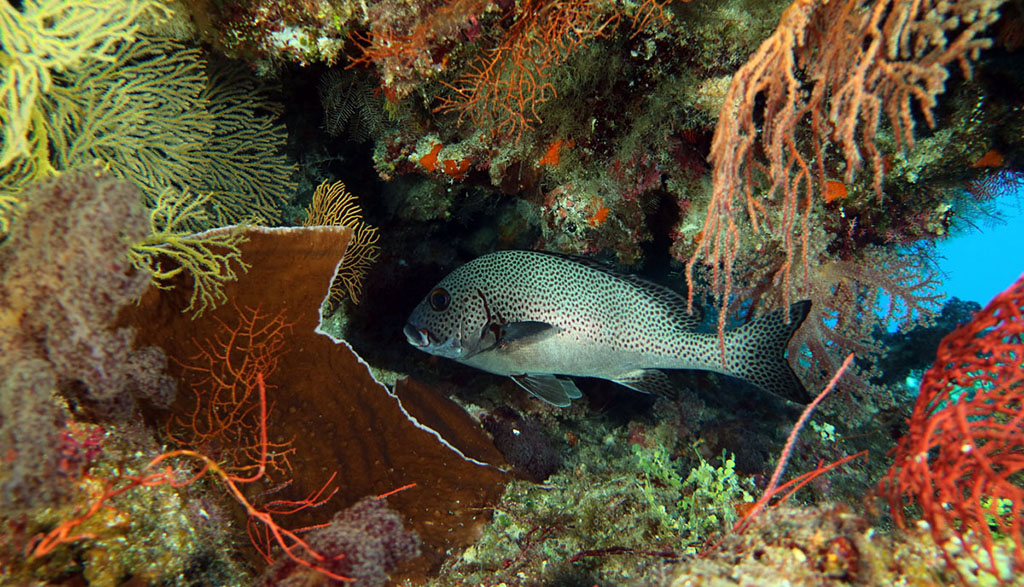 Diving great barrier reef coral sea holmes reef with mike ball dive expeditions sweetlips nonki bommie 7819