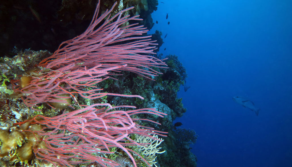 Diving great barrier reef coral sea holmes reef with mike ball dive expeditions whip coral amazing dive site 7912