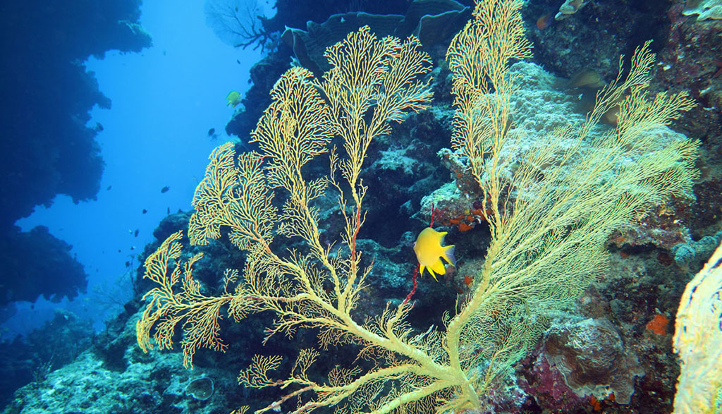 Diving great barrier reef coral sea holmes reef with mike ball dive expeditions yellow fan and damsel nonki bommie 7847