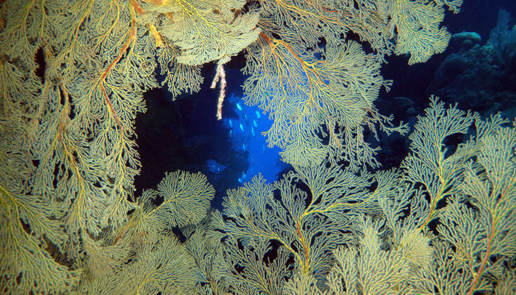 Diving great barrier reef coral sea holmes reef with mike ball dive expeditions yellow sea fan nonki bommie 7728