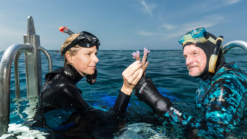 Sex on the reef: science and tourism join forces to save the great barrier reef Sex on the reef: science and tourism join forces to save the great barrier reef