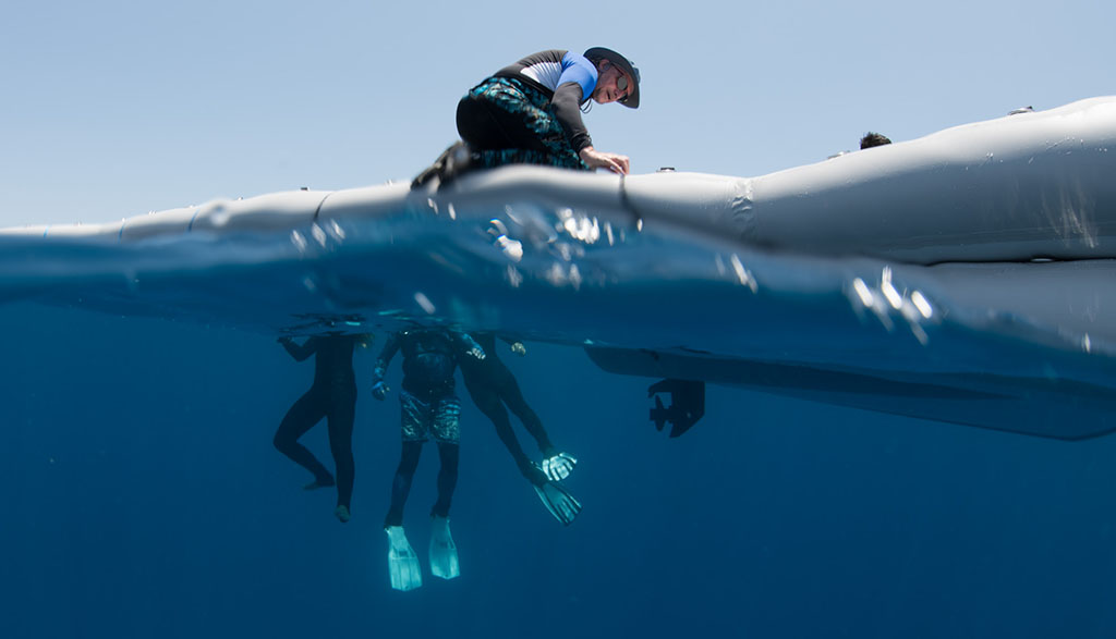 Great barrier reef great barrier reef coral larval restoration professor peter harrison moore reef credit juergen freund