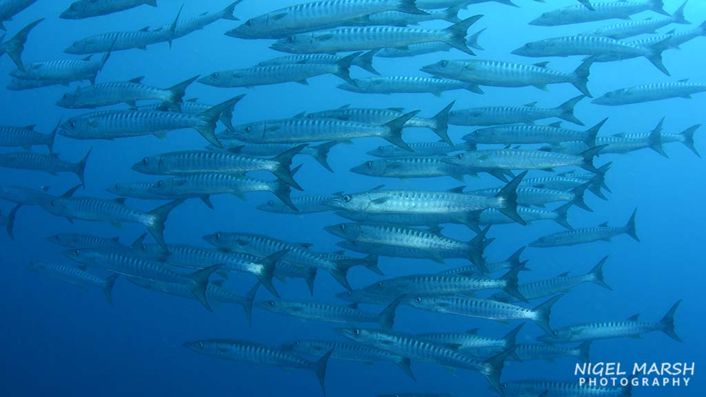 Madang barracuda