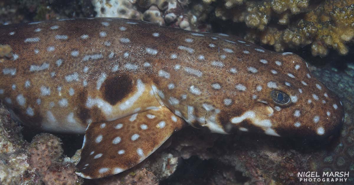 The reefs of Madang, PNG, are home to diverse marine life, but the most unique is a little shark that walks on its fins: the hooded epaulette shark.