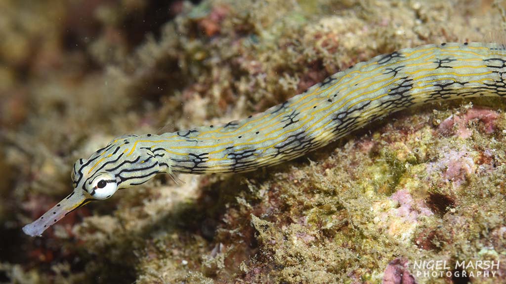 Madang pipefish