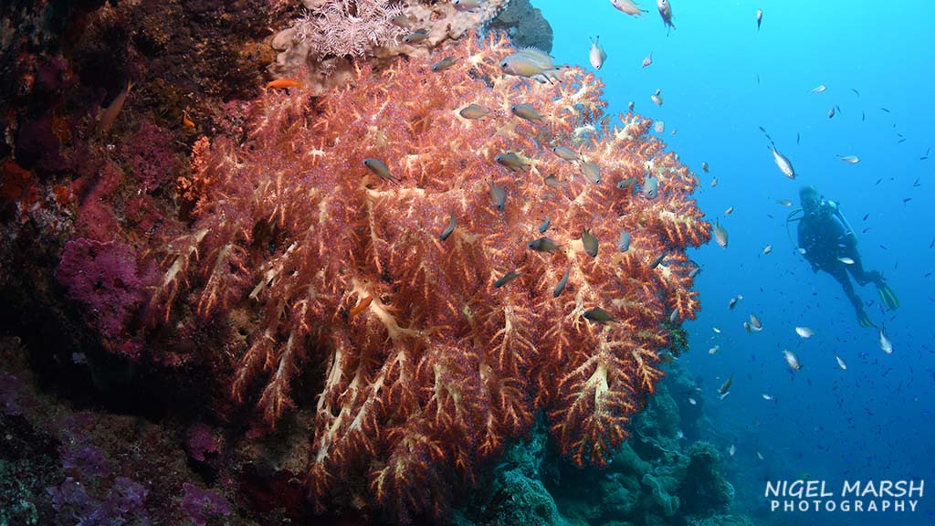 Madang soft coral