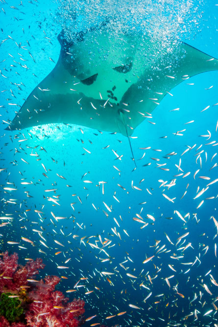 New study confirms that mantas form friendships. Scientists hope the study will help conservation efforts with demand for manta ray dive tourism growing.
