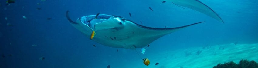 New study reveals: mantas have mates