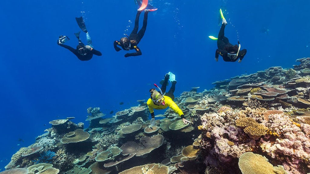 Sex on the reef: science and tourism join forces to save the great barrier reef