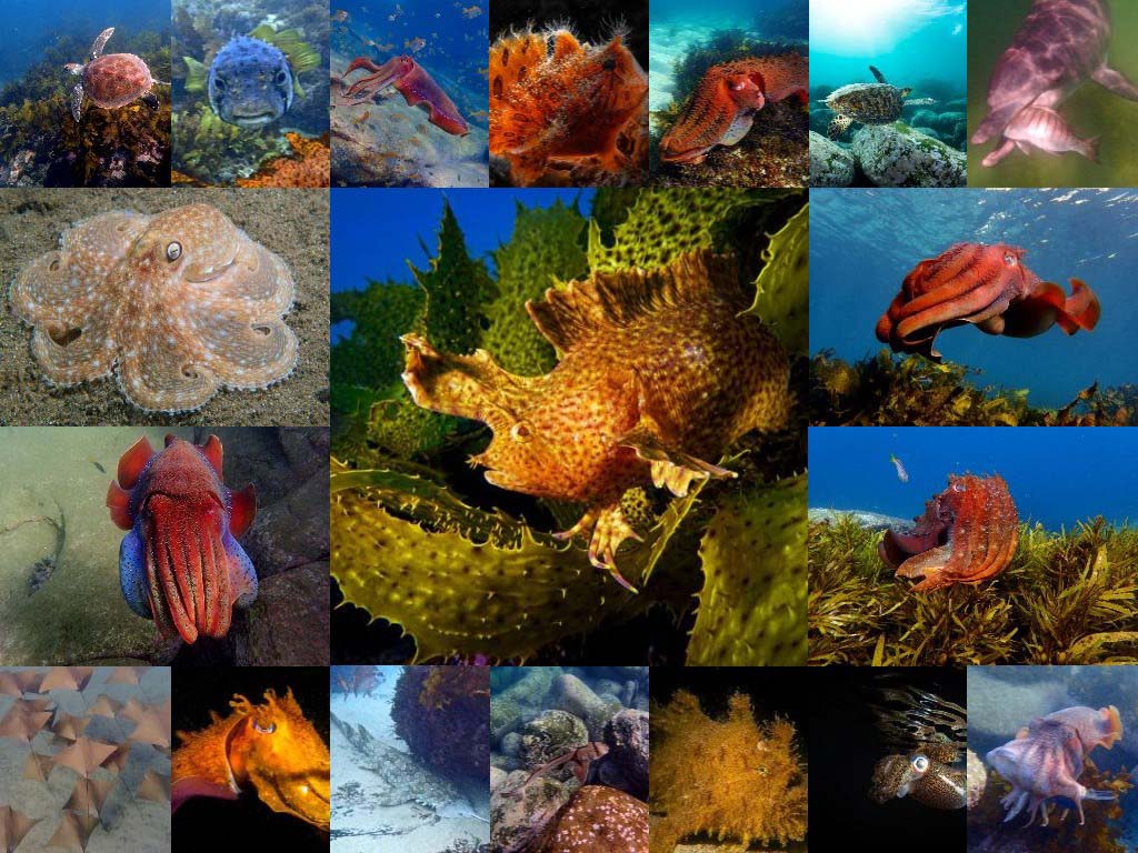 Ocean care day viz sydney dive visibility reports photo collage