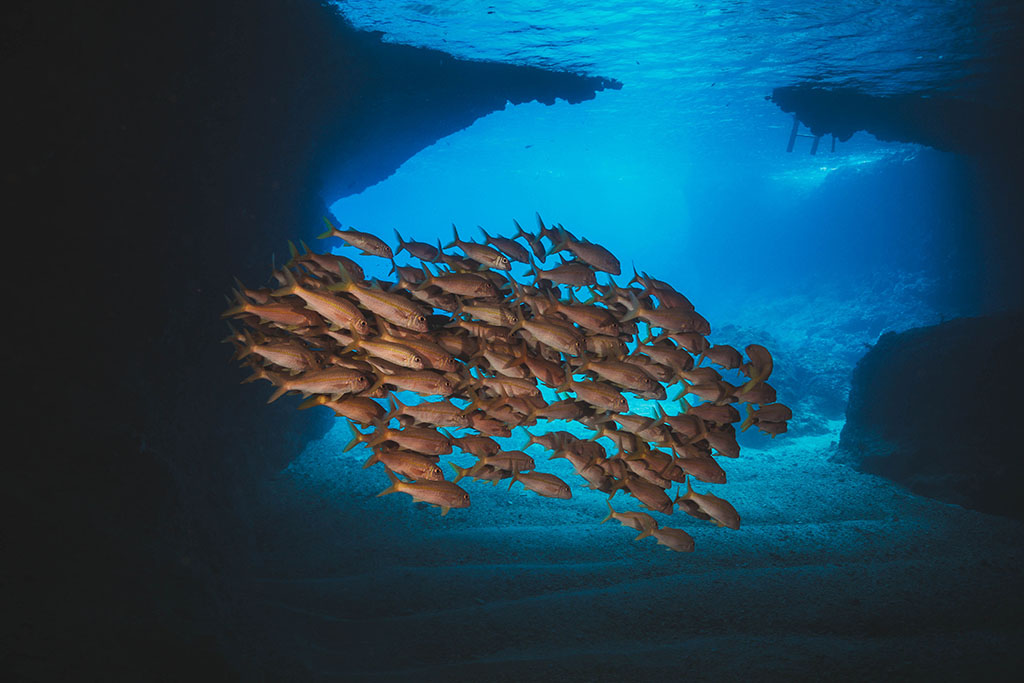 Diving tanna blue cave entrance with school of fish 1024x783