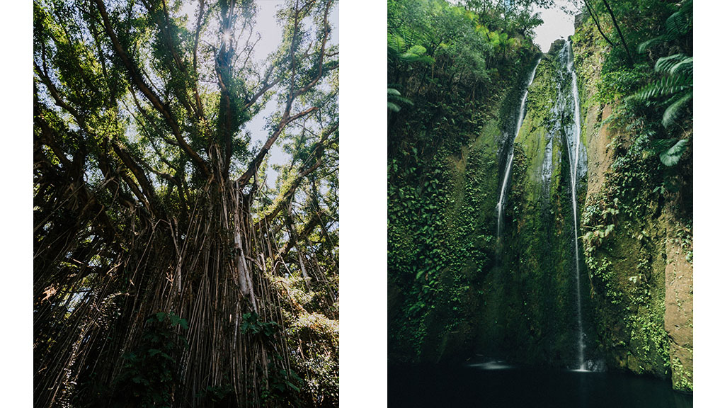 Diving tanna waterfall banyan tree