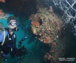 Dive the scuttled wreck on the western isde of Wongat Island in Madang with Niugini Dive from Madang Resort