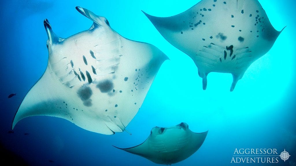 Maldives madness – save 25%