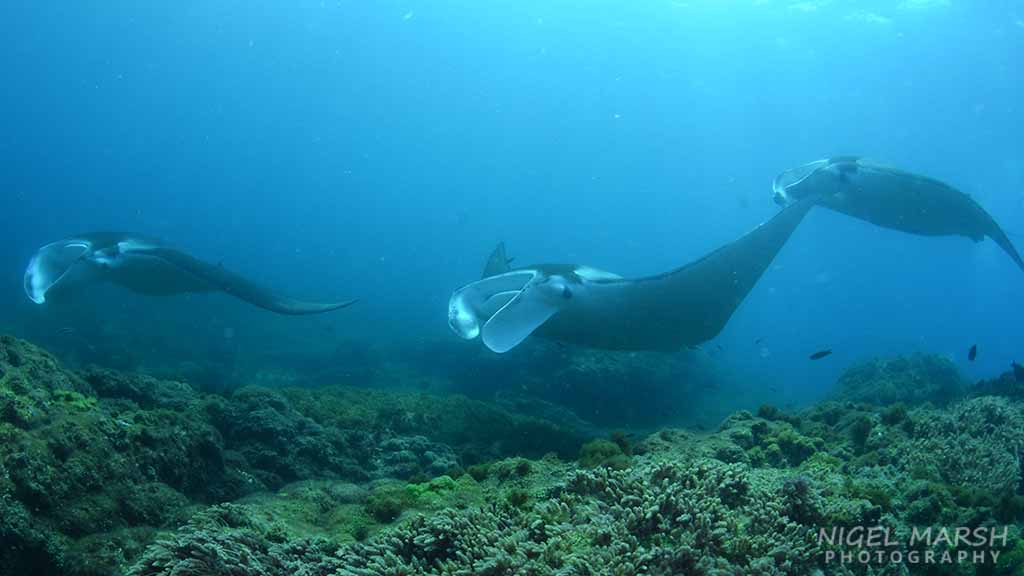 Mantas… the maldives, komodo, bali, raja ampat and… brisbane?