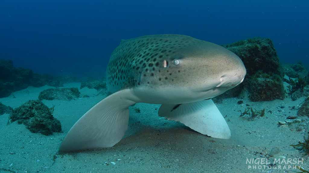 Mantas… the maldives, komodo, bali, raja ampat and… brisbane?