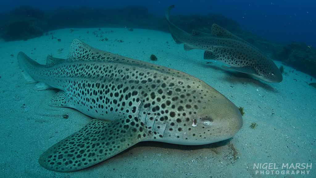 Mantas… the maldives, komodo, bali, raja ampat and… brisbane?