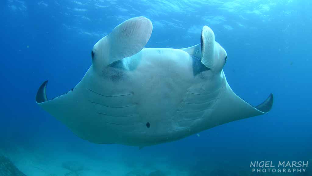 Mantas… the maldives, komodo, bali, raja ampat and… brisbane?