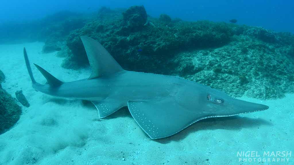 Mantas… the maldives, komodo, bali, raja ampat and… brisbane?