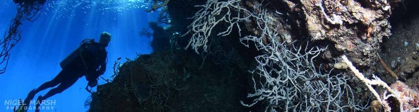 Why munda is the south pacific’s most popular dive site