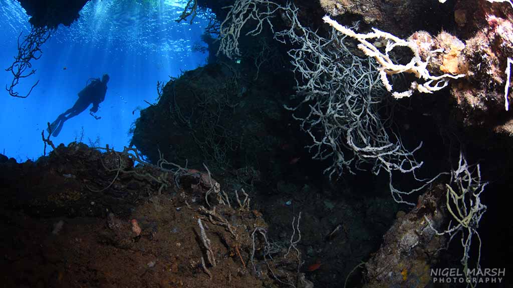 Why munda is the south pacific’s most popular dive site