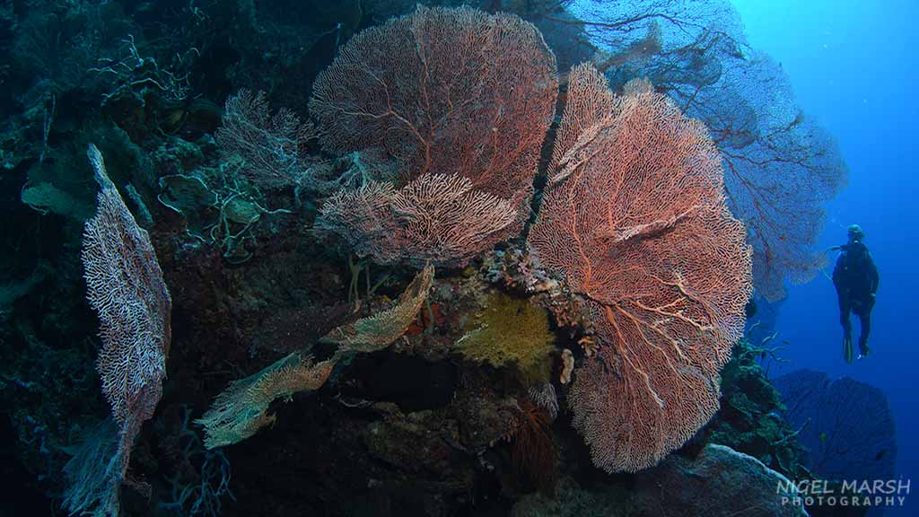 Why munda is the south pacific’s most popular dive site